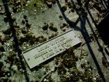image of grave number 384254